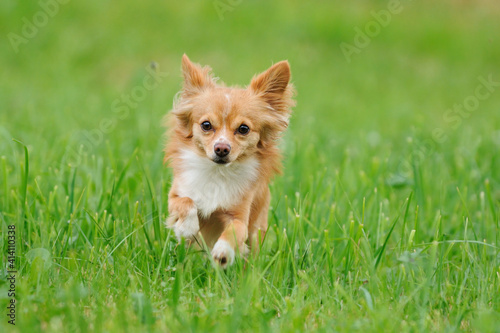 Chihuahua dog runs over the meadow