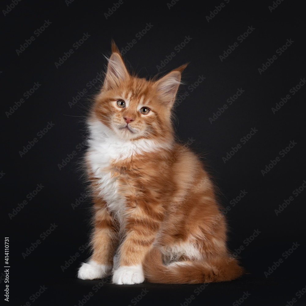 Obraz premium Handsome red with white Maine Coon cat kitten, sitting side ways. Looking straight to camera. Isolated on black background.