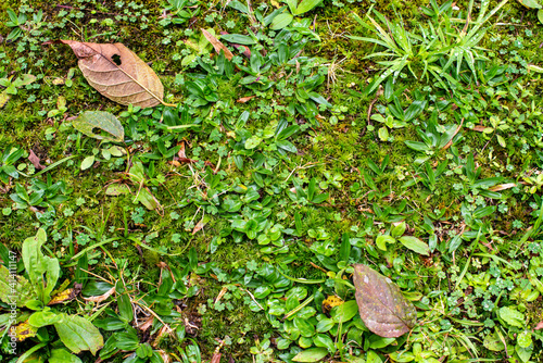 Foliage, grass and creeping plants on the ground, wet from the rain with dry leaves fallen from the trees.