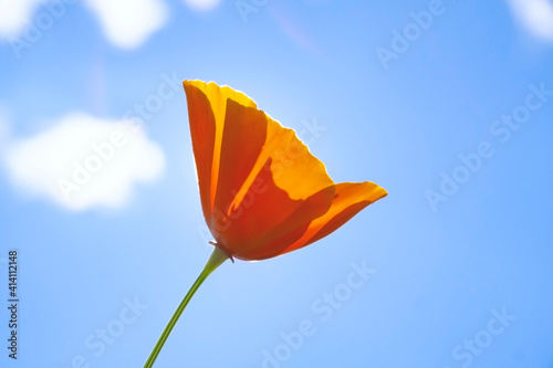 orange California poppy (Eschscholzia californica) with blue sky background