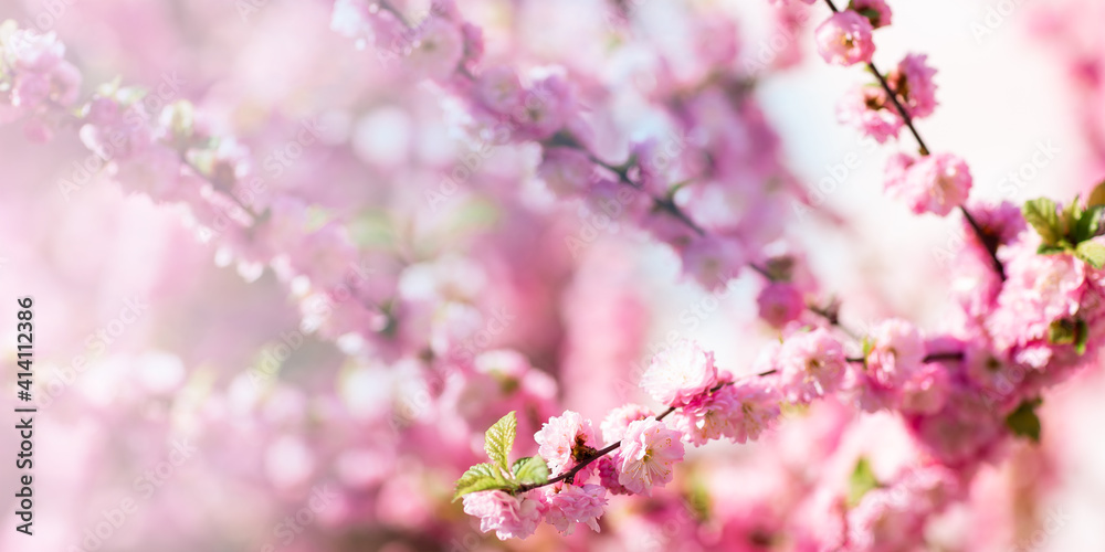 Spring blooming and blossoming flower branch against blue sky Spring blooming and blossoming flower branch against blue sky