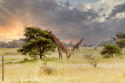 giraffe in the savannah photo