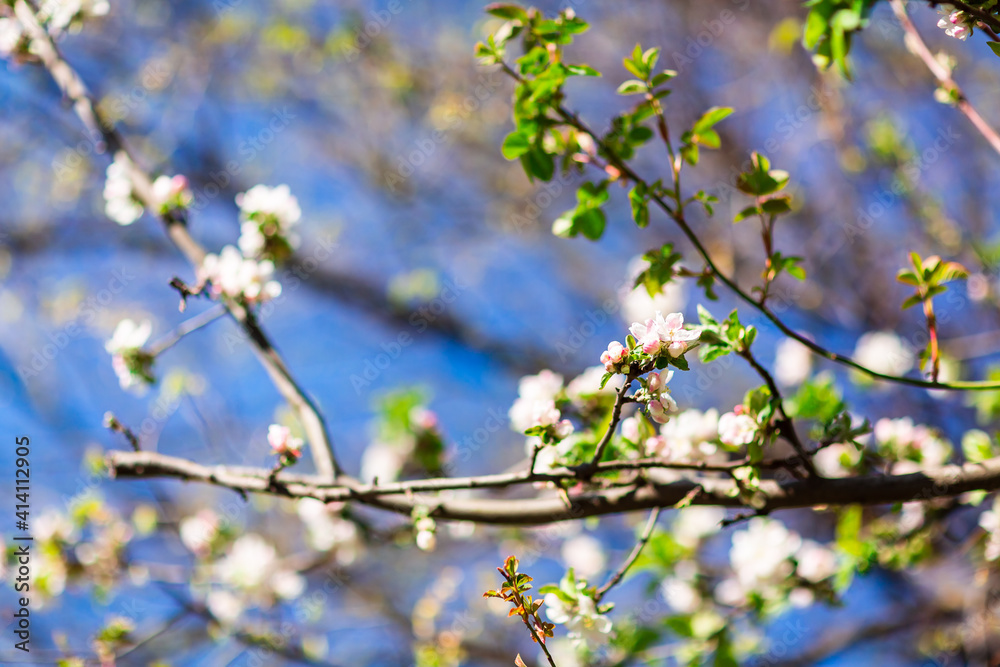 Spring blooming and blossoming flower branch against blue sky Spring blooming and blossoming flower branch against blue sky