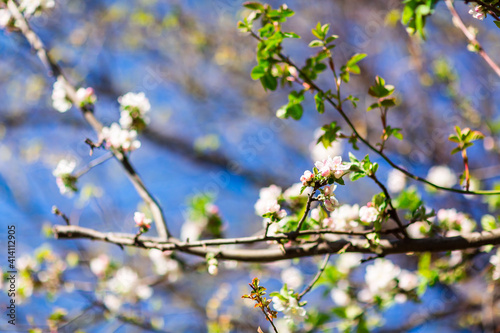 Spring blooming and blossoming flower branch against blue sky