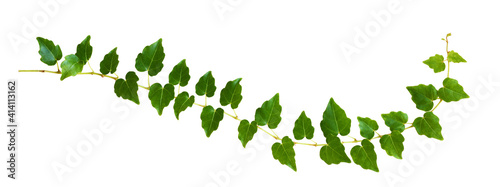 Foto Closeup of waved ivy twig with small green leaves