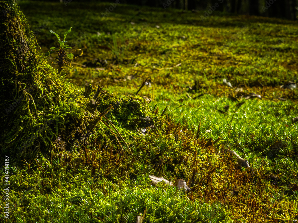 Obraz premium Green Forest