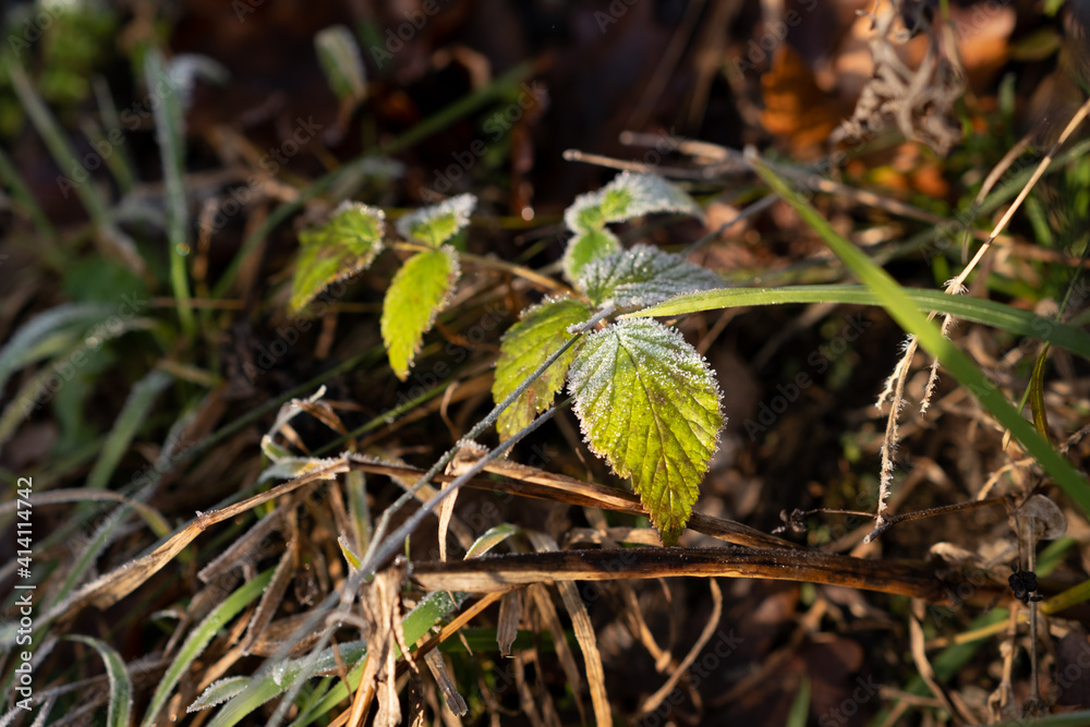 Green leave on natural background on ice. Plant with ice. Green leave on natural background on ice. Plant with ice.