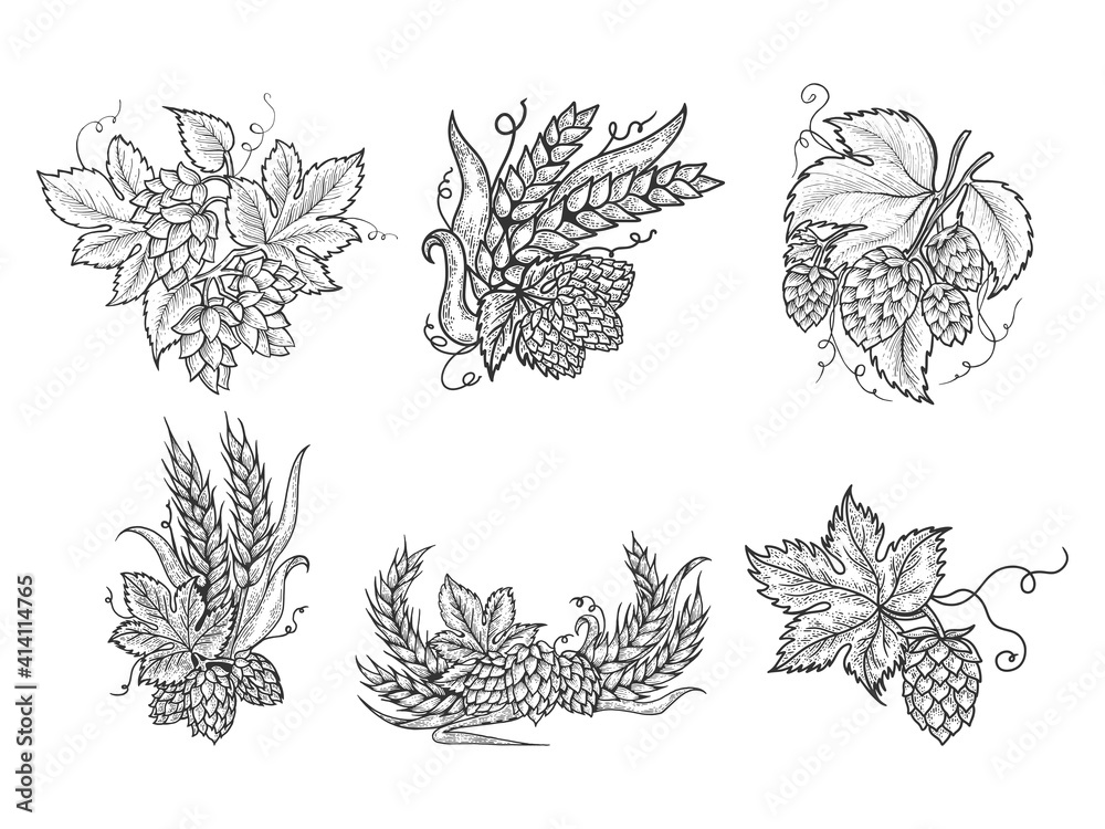 Beer hops set sketch raster illustration Beer hops set sketch raster illustration