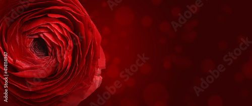 Beautiful flower on red background, space for text. Floral card design © New Africa