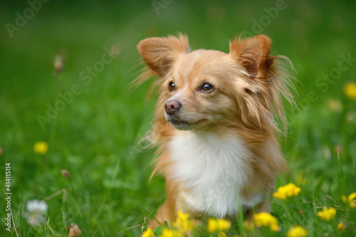 Chihuahua dog on the meadow