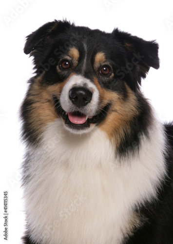 Australian Shepherd Dog