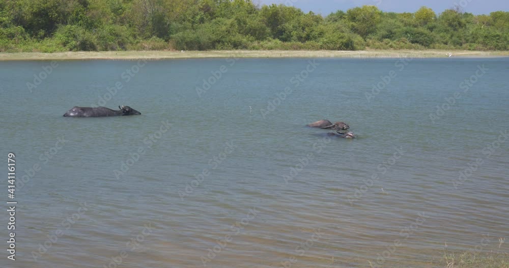 Wild buffalo and elephant escape from the heat in the lake in Udawalawe National Park Wild buffalo and elephant escape from the heat in the lake in Udawalawe National Park