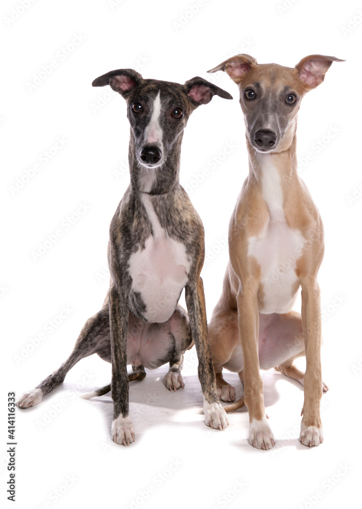 Whippets dogs sitting
