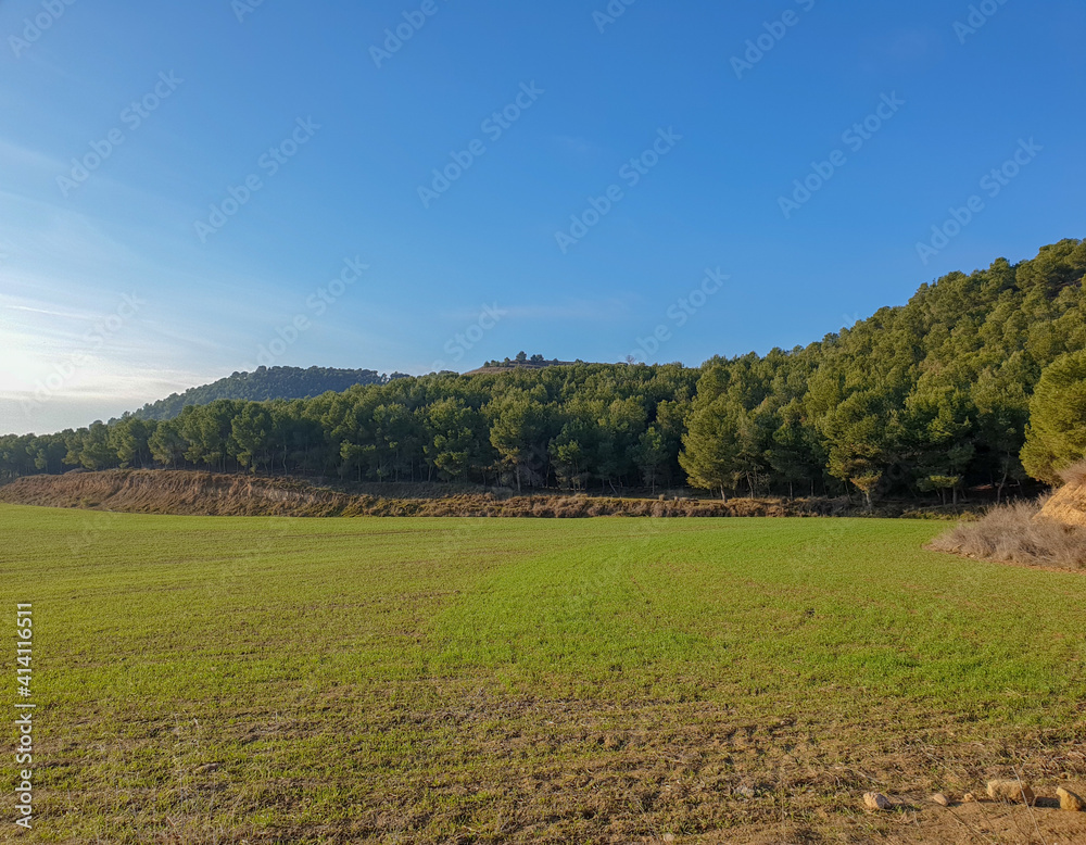 Agricultural field next to pine forest under sunny blue sky