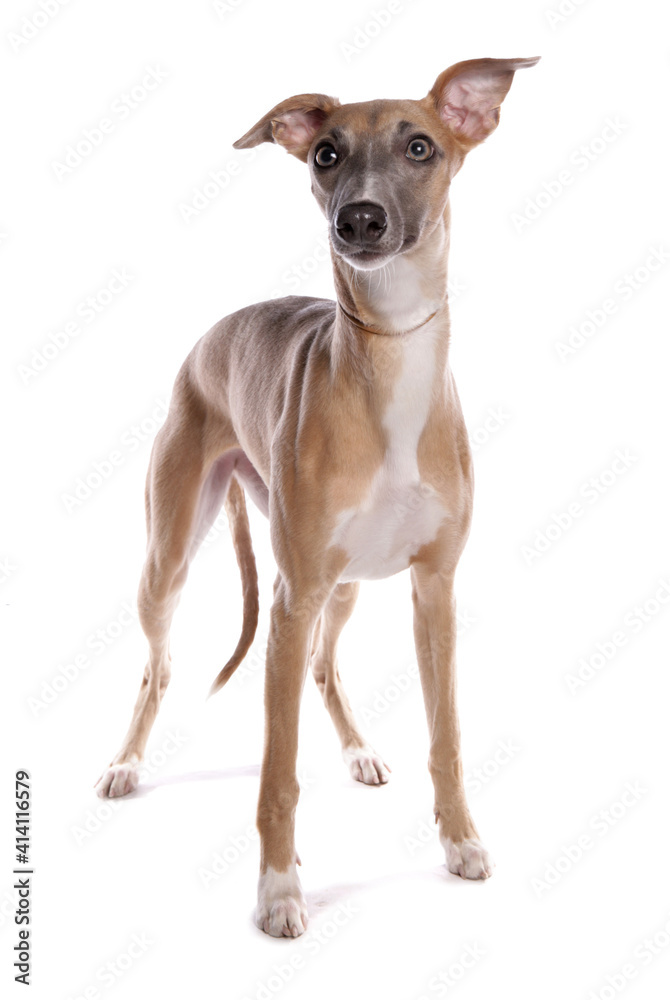 whippet dog whippet dog