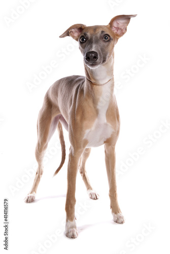 whippet dog