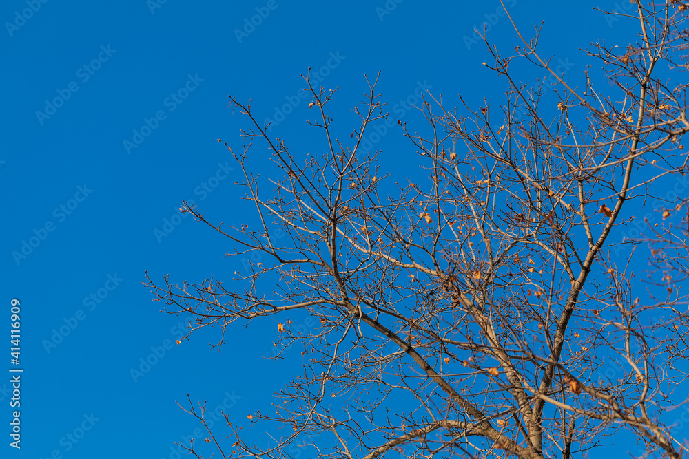 Bare branches of a tree against a blue sky. Background, texture, wallpaper. Copy space. Bare branches of a tree against a blue sky. Background, texture, wallpaper. Copy space.