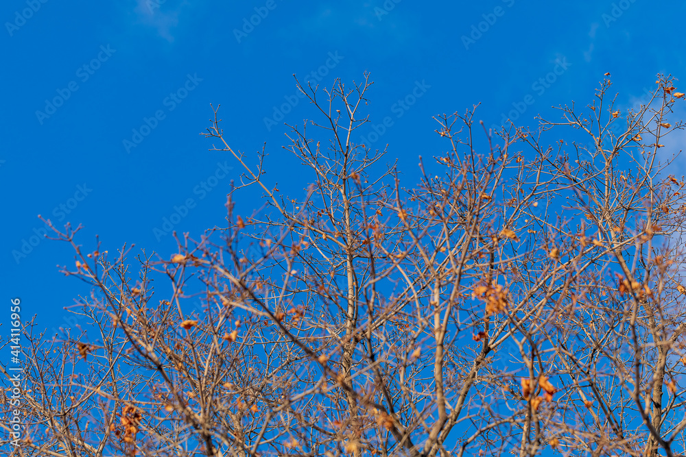Bare branches of a tree against a blue sky. Background, texture, wallpaper. Copy space.