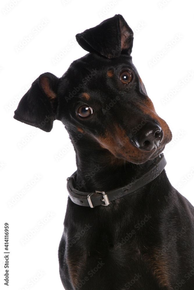 Manchester Terrier Dog Manchester Terrier Dog