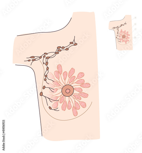 Diagram female breast position of mammary glands and lymph node