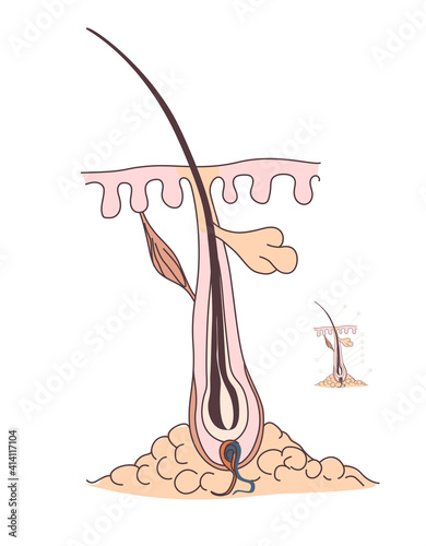 Diagram of diagram of the hair follicle up close