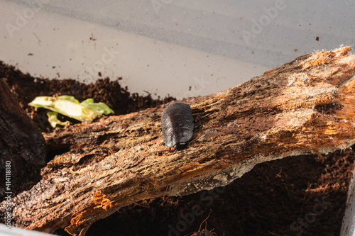 Cockroach on wood bark with peat. Cockroach as pet.