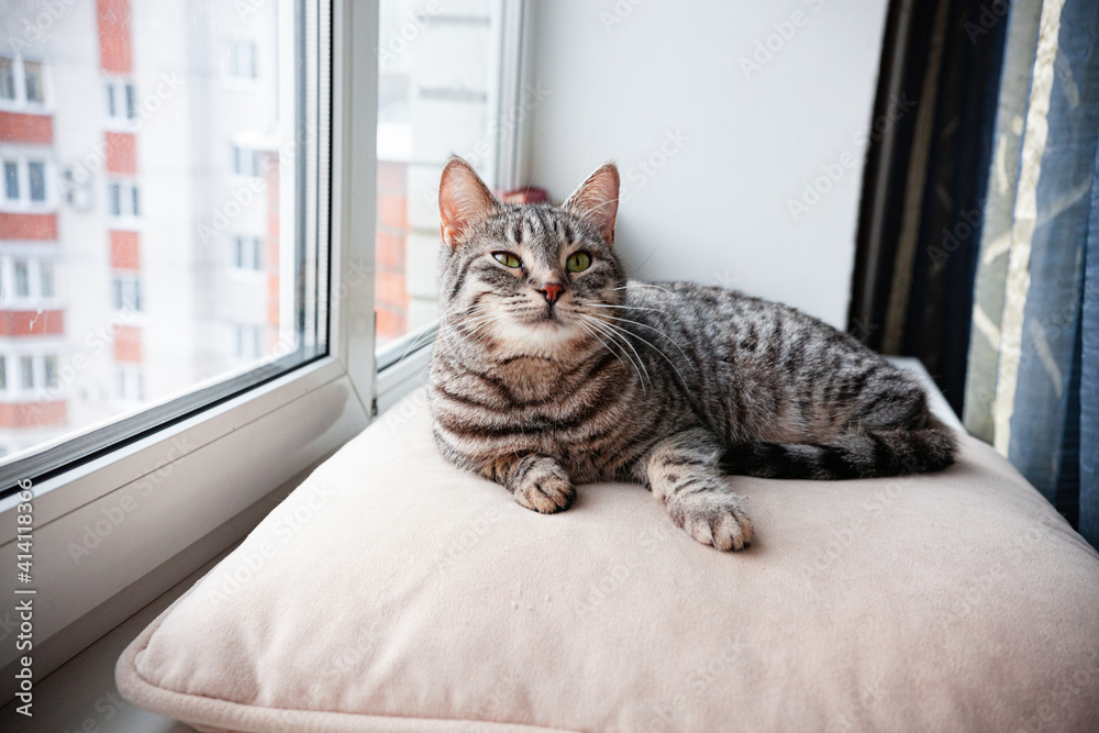 beautiful cat on the windowsill resting