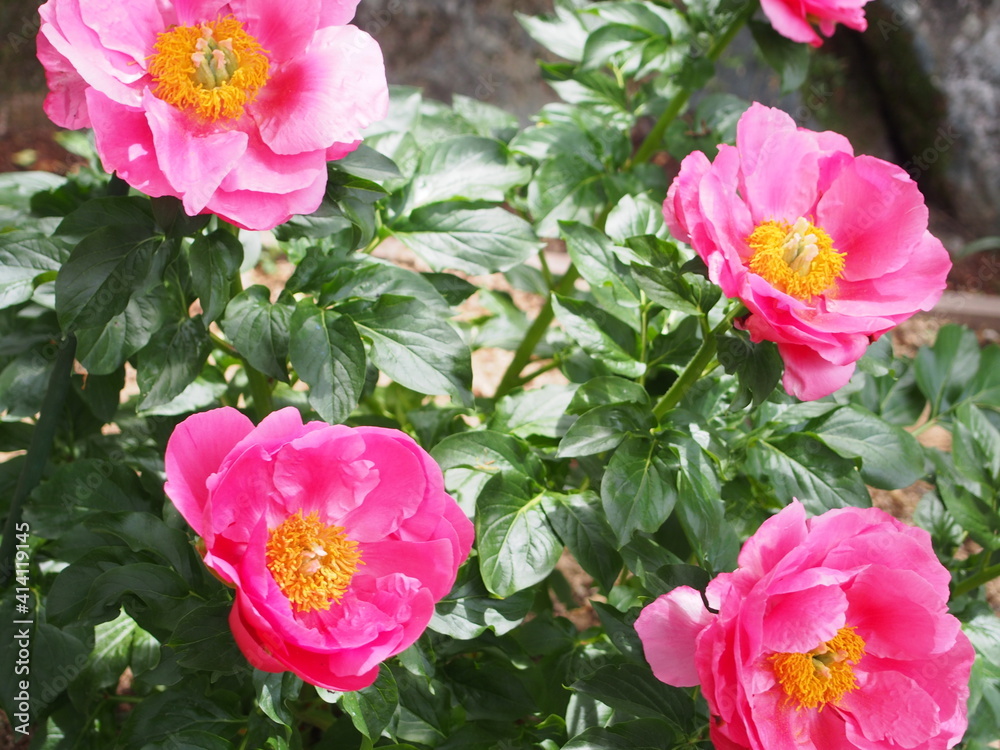 Fototapeta premium pink flowers in garden