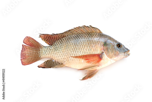 Tilapia fish in high definition on white background