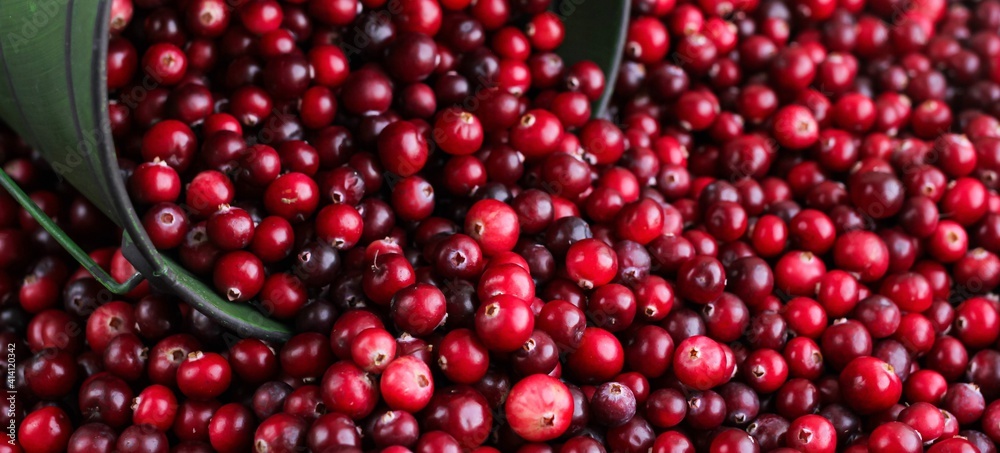 Ripe fresh cranberries with a green little bucket as natural, food, berries background. Selective focus. Banner. Ripe fresh cranberries with a green little bucket as natural, food, berries background. Selective focus. Banner.