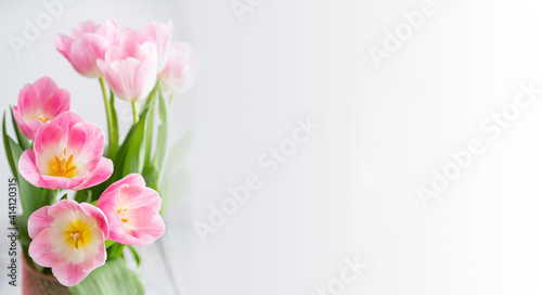 Fototapeta Naklejka Na Ścianę i Meble -  banner. bouquet of pink tulips on a white background.