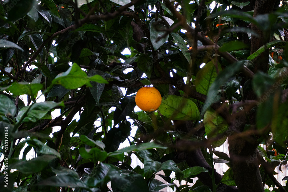 Arancio sull'albero