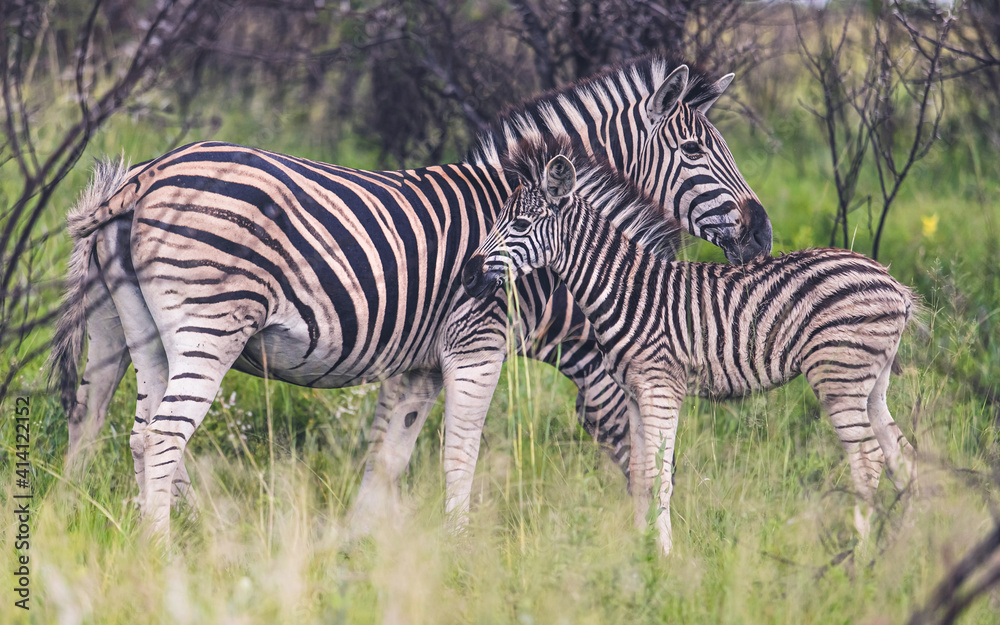 Zebra mother comforting her calf after a rain storm. Zebra mother comforting her calf after a rain storm.