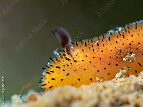 Little Jorunna nudibranch (Jorunna parva)