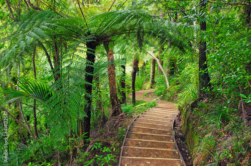 Trekking in the jungle. Amazing walkway in the forest of New Zealand. Beautiful palm trees. Nature of New Zealand.