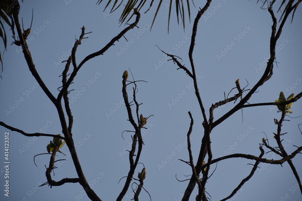 tree branches against blue sky tree branches against blue sky