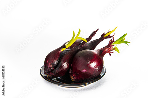 Purple onion on a plate.