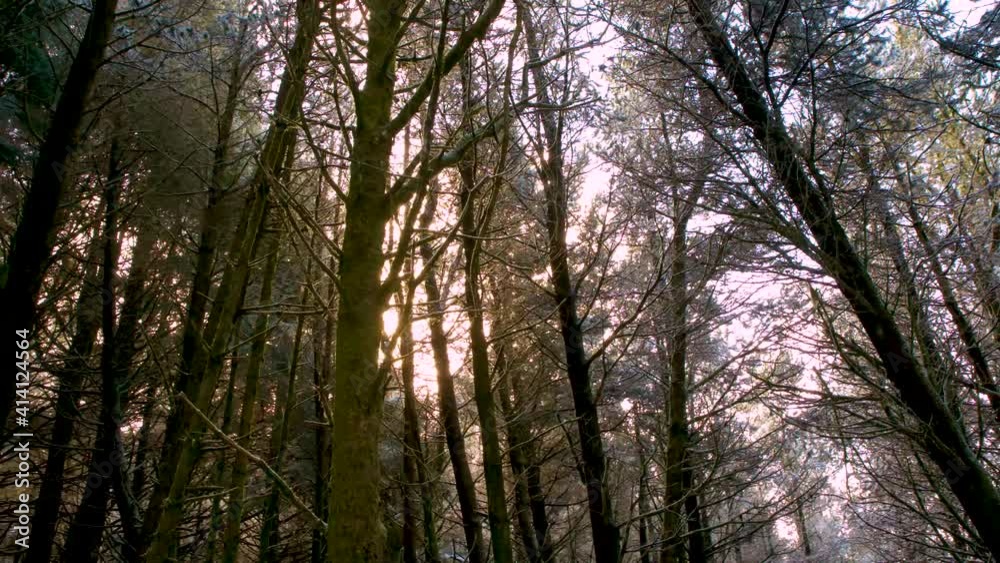Close up of forest trees with sun glaring through the gaps in the trees, south wales uk Close up of forest trees with sun glaring through the gaps in the trees, south wales uk