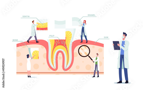 Teeth Anatomy and Structure Concept with Tiny Dentists Doctors Characters at Huge Tooth Infographics with Gum, Pulp