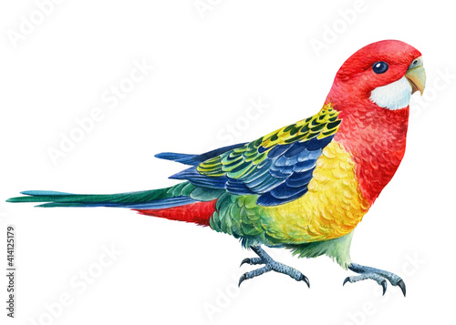 Rosella parrots on an isolated white background, watercolor illustration