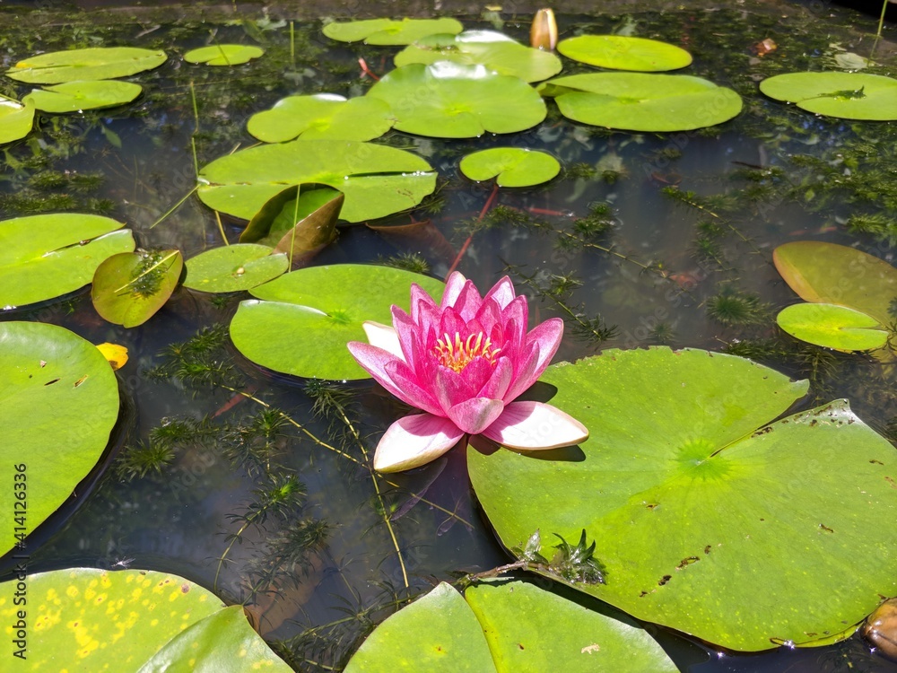pink water lily pink water lily