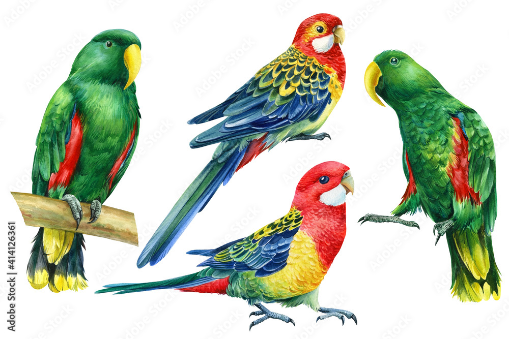 Set with bright birds, parrots on an isolated white background, watercolor botanical painting