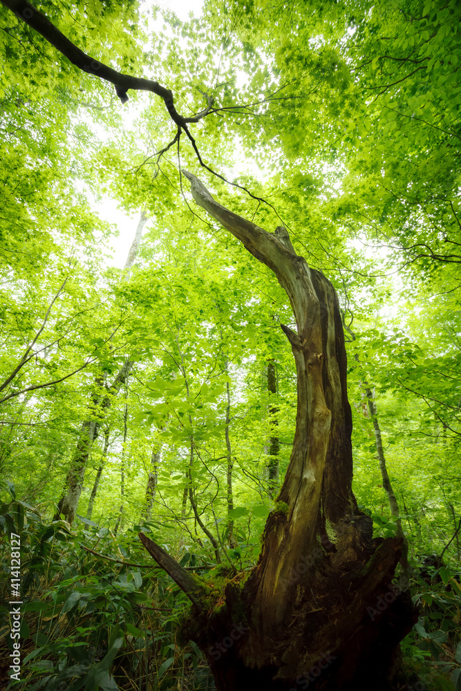 Fototapeta premium 緑の怪物と新緑の森