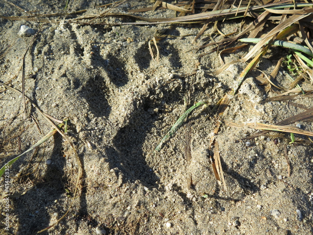 a bear paw print in the sand at the Chilkoot River in Haines, Alaska, USA, September a bear paw print in the sand at the Chilkoot River in Haines, Alaska, USA, September