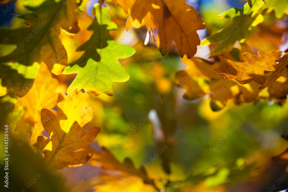 Fototapeta premium oak leaves