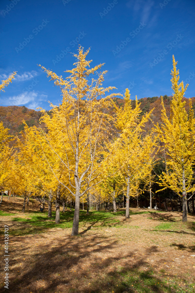 Naklejka premium 홍천 은행나무 숲