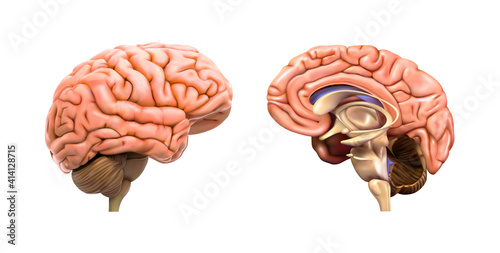 The human brain and its left hemisphere are separate. Vector illustration