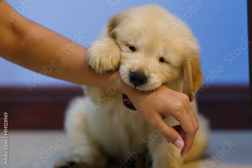 Fototapeta Naklejka Na Ścianę i Meble -  Golden retriever puppy playing and bite owner hand.