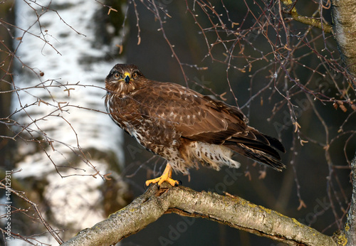 Common buzzard // Mäusebussard (Buteo buteo) photo