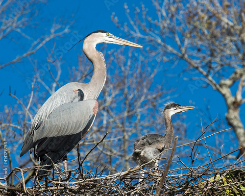 Obraz na plátně Blue Heron Stock Photos